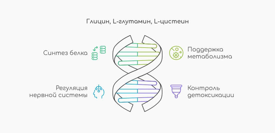 Глицин, L-глутамин, L-цистеин (инфографика)